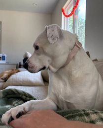 Loving Pet Care