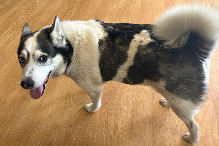 Happy pet during care visit