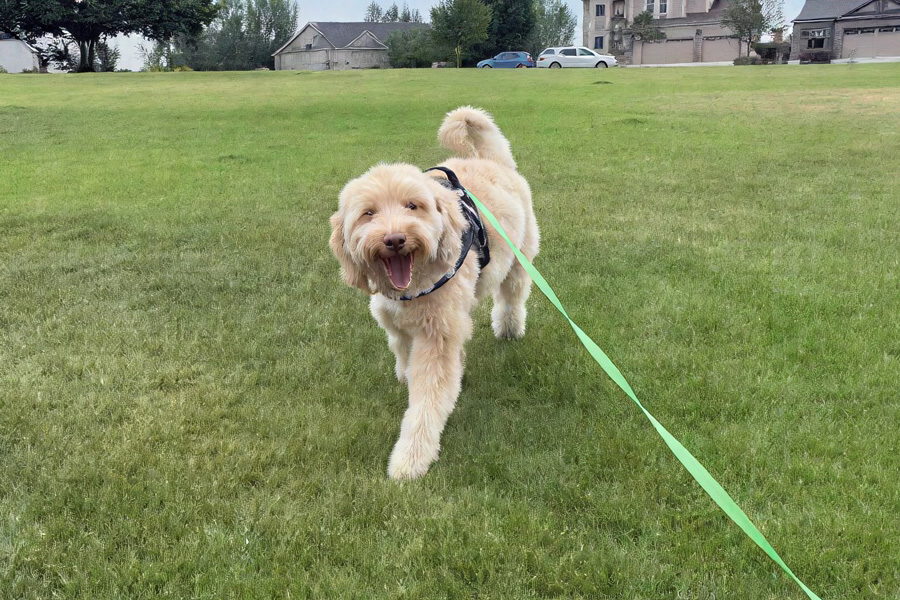 Happy pet during care visit