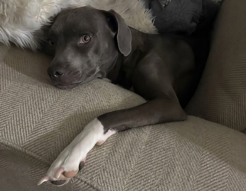 Pet sitting moment