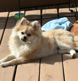 Live-In Overnight Pet Sitting