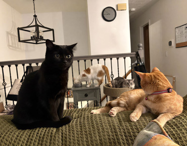 Amy's Home Services